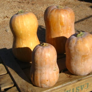CALABAZA CACAHUETE 3-4 kg  (1,60€ precio kg)