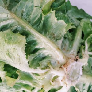 LECHUGA MARAVILLA unidad