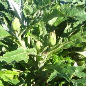 ALCACHOFA kg
