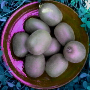 KIWI 1 kg
