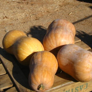 CALABAZA CACAHUETE  2-3 kg (1,80€ precio kg)