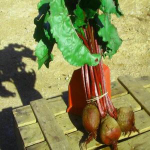 REMOLACHA manojo