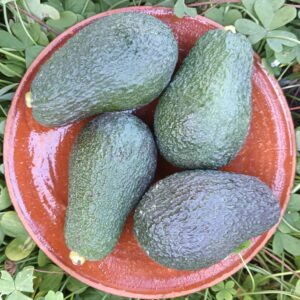 AGUACATE LAMB HAAS 1 kg