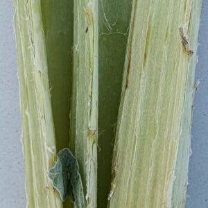 CARDO manojo