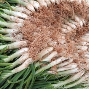 CALÇOTS manojo