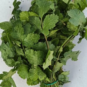 CILANTRO manojo