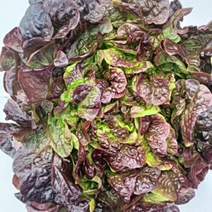 LECHUGA HOJA ROBLE unidad