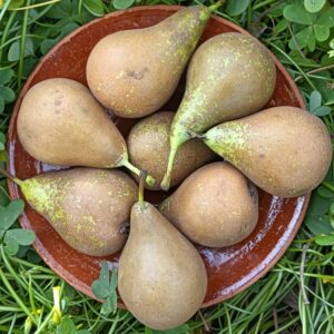 PERA 1 kg