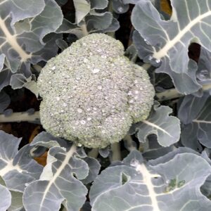 BRÓCOLI 1/2 kg