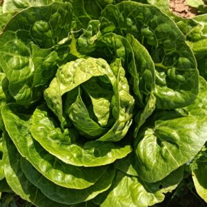 LECHUGA COGOLLITOS 3 unidades