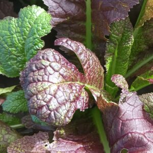 MOSTAZA MORADA manojo