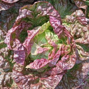 LECHUGA TROCADERO ROJA