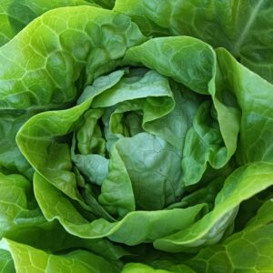 LECHUGA TROCADERO