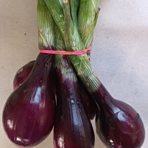 CEBOLLA TIERNA MORADA manojo