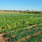 campo 4